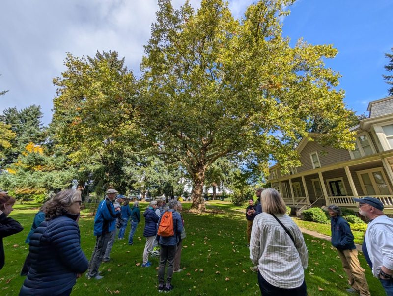 Walking tree tour October 2025